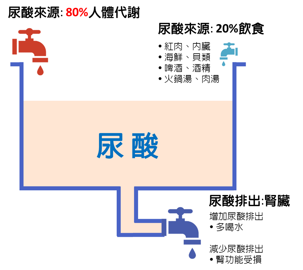 尿酸累積與排出機制