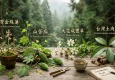 台灣特有種降血糖植物台灣金線蓮、山苦瓜、大花咸豐草與台灣土肉桂