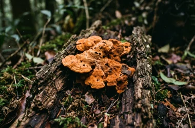 牛樟芝是什麼？牛樟芝功效全解析，牛樟芝的食用禁忌與選購指南