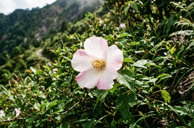 台灣特有的山芙蓉,除了是美麗的景觀植物外,還有哪些功效?