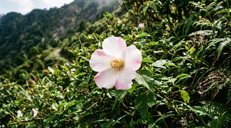 台灣特有的山芙蓉，除了是美麗的景觀植物外，還有哪些功效?